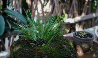 菖蒲种在吸水石上怎么养 需要做好这些工作