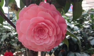 烈香茶花如何养殖 经验内容仅供参考