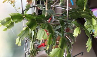 叶仙养殖方法 你都知道吗