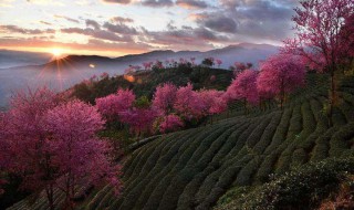 无量山樱花最佳观赏期 有兴趣的朋友可以前往