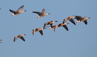 大雁的寿命一般是多少年 是几级保护动物