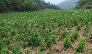 天麻几月份种植合适 天麻几月份种植合适和好处