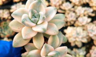 美杏锦多肉养护温度 给大家介绍一下