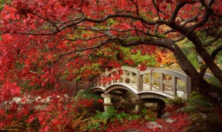 长沙枫叶哪里最好 他们的特点