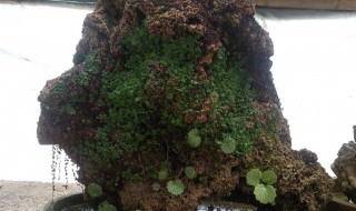 吸水石怎么种植物 大家可以看看