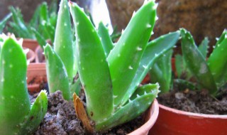 芦荟怎么过冬 芦荟过冬注意这三点