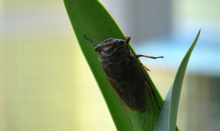 什么虫子树上叫 叫声有区别吗
