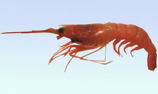 葛氏米虾介绍 葛氏米虾的简介