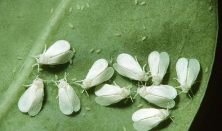 白粉虱在家怎么治 两个简单方法治白粉虱