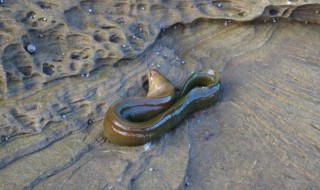 鳗鱼为什么不能养殖 原来是因为这一点