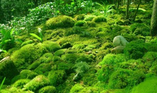 吸水石怎么长苔藓 方法教给大家