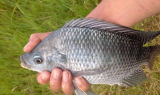 11月野钓罗非深水好还是浅水好钓 来看看吧