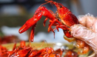 蝲蛄和小龙虾的区别 生存环境不一样