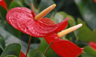 红掌用深盆还是浅盆 这些注意事项须知