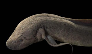 非洲肺鱼中国能养吗 现在就告诉大家