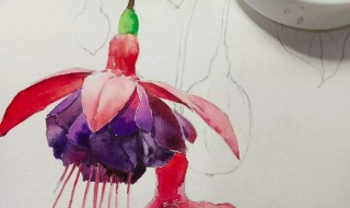 倒挂金钟适合冬天种吗 一起来看看