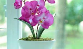 蝴蝶兰为什么用透明盆 有什么作用？
