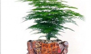 文竹什么插 叶片层层叠叠如飘逸的云层