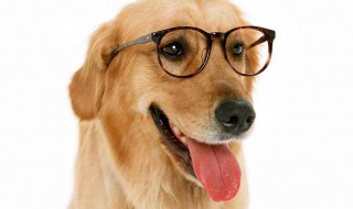 金毛犬的7大缺点 有什么缺点