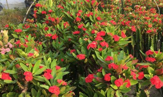 虎刺梅最好看的品种 小基督虎刺梅