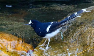 黑背燕尾介绍 黑背燕尾的简介