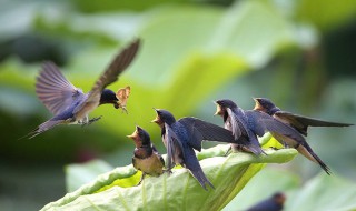 关于燕子的古诗 十首描写燕子的古诗词