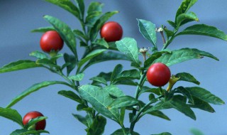 珊瑚豆花怎么养 抓住这四点很重要