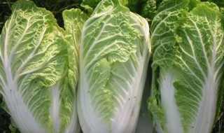哪些人不宜吃白菜 白菜的介绍