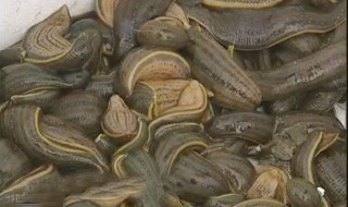 蚂蟥养殖功效 有哪些