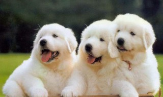 女人梦见狗是什么意思 预兆是什么