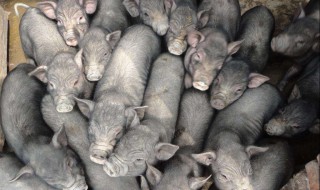 女人梦见黑猪好不好 是什么意思