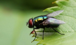 女人梦见苍蝇什么意思 不同身份的女人梦见苍蝇的意思