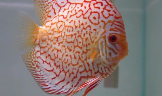 七彩最好的品种 什么形态特征