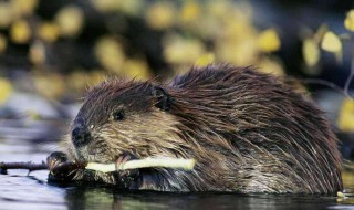 中国有河狸吗 外形特征是什么