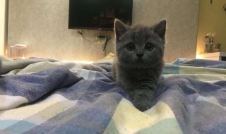 2个月幼猫刚到家怎么养 幼猫刚到家需要注意什么