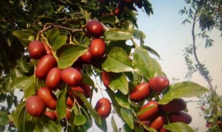 家乡的红枣树歌词 家乡的红枣树歌词是什么