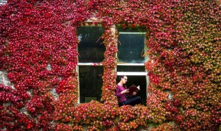 爬山虎风水禁忌 家里种爬山虎好吗