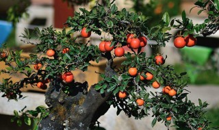 几月嫁接金弹子 金弹子在几月嫁接为好