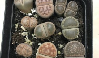 pp怎么上盆 你喜欢生石花吗