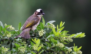 鸟落枝头的诗句 描写鸟雀栖落枝头的诗句