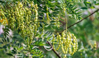 国槐有前景吗 国槐未来前景怎么样