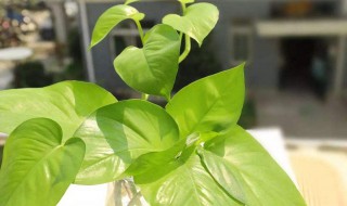 绿萝怎么生根 你学会了吗