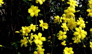 迎春花怎么养根 了解一下