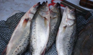 钓鲈鱼的方法 3个方法让你轻松钓鲈鱼