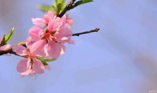 女性招正桃花运的方法 招正桃花运的方法