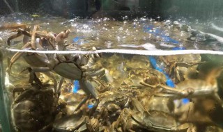 女人梦见很多活螃蟹 一起过来了解一下