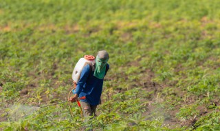 除草剂的喷施方法 几种常见的除草剂的施用方法