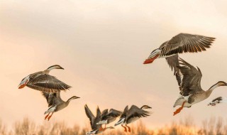 梦见鸟是什么预兆 梦见鸟寓意什么