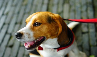 养狗的幽默句子 朋友圈晒狗配什么文字