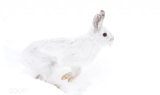 1963年属兔几月出生好 属兔的看过来